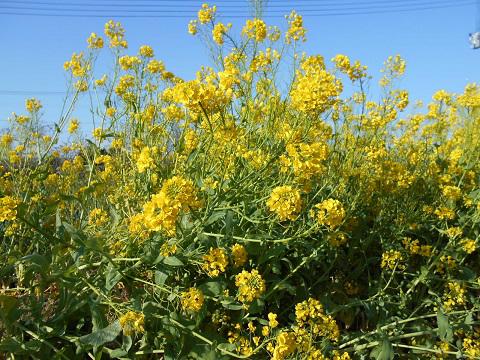 2016年4月菜の花.jpg